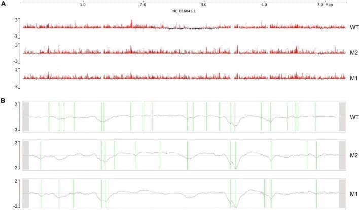 This figure presents genomic data visualizations illustrating chromosome interaction structures in Klebsiella pneumoniae for wild-type (WT) and mutant (M1, M2) strains. Panel A displays Chromosome A/B compartments across the genome (0 to 5.0 Mbp). The x-axis represents genomic coordinates, and the y-axis shows eigenvector values ranging from -3 to 3. Positive values (red) denote compartment A (transcriptionally active), while negative values (black) denote compartment B (inactive). The WT shows alternating A/B patterns, whereas M1 and M2 exhibit increased red signal intensity, suggesting a shift toward more open, active chromatin. Panel B illustrates Chromosomal Interaction Domains (CIDs). The y-axis represents the insulation index, with grey lines tracing chromatin density. Vertical green lines demarcate CID boundaries. Visual comparison shows a higher density of boundaries in WT compared to mutants, indicating that smaller CIDs in the WT have merged into larger, less defined domains in M1 and M2. These diagrams are used in microbial genetics and pathophysiology to study how environmental stressors like simulated microgravity alter chromosome folding and gene expression.