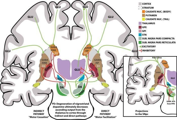 A pathophysiology diagram providing a schematic overview of the human basal ganglia motor circuits, specifically illustrating the indirect (left) and direct (right) pathways. The main illustration uses a coronal brain section to map anatomical structures: the cortex, striatum (caudate nucleus and putamen), thalamus, globus pallidus external (GPe) and internal (GPi) segments, subthalamic nucleus (STN), and substantia nigra (pars compacta, SNpc; pars reticulata, SNpr). Neurotransmission is color-coded: green arrows denote excitatory glutamatergic (GLU) or dopaminergic (DA) signals, while red T-bars signify inhibitory GABAergic (GABA/SP, GABA/ENK) signals. The direct pathway is labeled 'Motor Facilitation' and shows inhibitory projections from D1-receptor striatal neurons directly to the GPi/SNpr. The indirect pathway is labeled 'Motor Cessation' and highlights connections from D2-receptor striatal neurons to the GPe, subsequently influencing the STN and GPi/SNpr. An inset details projections to the SNpc, including inputs from the cortex, STN, and pedunculopontine nucleus (PPN). This educational material demonstrates the neuroanatomical basis for motor control and the circuit dysfunction relevant to Parkinson's disease (PD).