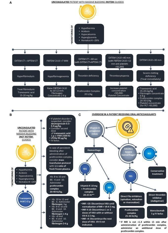 This medical infographic presents three clinical algorithms (A, B, and C) for managing massive bleeding in acute settings. Algorithm A details a ROTEM-guided approach for uncoagulated patients, using viscoelastic parameters (EXTEM, FIBTEM, APTEM) to differentiate and treat hyperfibrinolysis (tranexamic acid), hypofibrinogenemia (fibrinogen concentrate), thrombin deficiency (prothrombin complex), and thrombocytopenia. Algorithm B outlines management for uncoagulated patients when ROTEM is unavailable, focusing on monitoring for the 'lethal triad' (acidosis, hypothermia, coagulopathy), lab values like hemoglobin and base excess, and the administration of blood products or PCC. Algorithm C addresses oral anticoagulant overdose, branching by agent type: Vitamin K Antagonists (VKA) or Direct Oral Anticoagulants (DOACs). It provides decision nodes based on INR levels and hemorrhage severity, recommending reversal agents such as Vitamin K, prothrombin complex (PCC), or Idarucizumab for dabigatran. The diagrams use standardized medical terminology and dosage guidelines suitable for emergency medicine, hematology, and trauma surgery education.