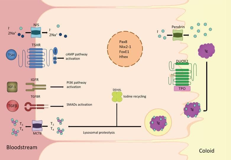 This medical schematic illustrates the pathophysiology and cellular mechanisms of a thyroid follicular cell, detailing the synthesis and secretion of thyroid hormones. The diagram is divided into three compartments: the bloodstream (basolateral side), the follicular cell cytoplasm, and the colloid lumen (apical side). Key transport proteins at the basolateral membrane include the Sodium-Iodide Symporter (NIS), which co-transports I- and Na+, and the Monocarboxylate Transporter 8 (MCT8), which facilitates the secretion of T3 and T4 into the blood. Signaling receptors TSHR, IGFR, and TGFBR are shown triggering cAMP, PI3K, and SMAD pathways respectively. At the apical membrane, Pendrin transports iodide into the colloid, where DUOX2 and Thyroid Peroxidase (TPO) facilitate the iodination of Thyroglobulin (Tg). The diagram further depicts the endocytosis of Tg, followed by lysosomal proteolysis to release T3 and T4. The enzyme DEHAL is shown recycling iodine from MIT and DIT. Centrally, the nucleus contains transcription factors Pax8, Nkx2-1, FoxE1, and Hhex, which regulate gene expression for thyroid differentiation.