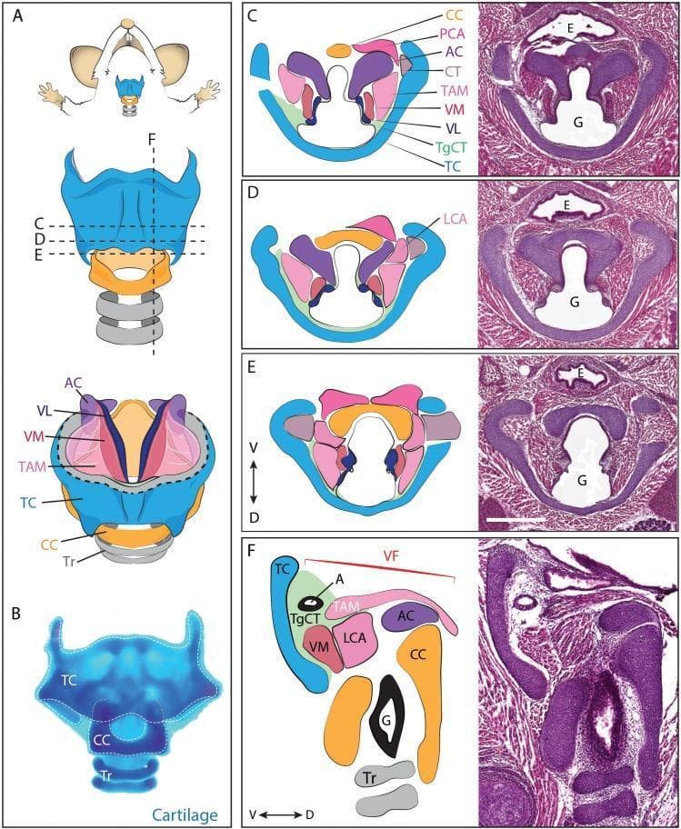This multi-panel educational figure illustrates the comparative anatomy of the laryngeal apparatus in a mouse model, relevant to mammalian developmental biology. Panel A provides a schematic ventral view of the larynx, designating sectional planes for horizontal (C-E) and sagittal (F) orientations. Panel B shows a whole-mount adult larynx stained with Alcian Blue to highlight cartilaginous structures, including the thyroid cartilage (TC), cricoid cartilage (CC), and tracheal rings (Tr). Panels C, D, and E display Hematoxylin and Eosin (H&E) stained horizontal sections of an E18.5 embryonic larynx paired with corresponding anatomical diagrams. These sections demonstrate the spatial relationship between the esophagus (E), glottis (G), and laryngeal muscles such as the thyroarytenoid (TAM) and vocalis (VM). Panel F presents a midline sagittal H&E section with a detailed diagram identifying the vocal fold (VF) complex, including the vocal ligament (VL), lateral cricoarytenoid muscle (LCA), and thyroglottal connective tissue (TgCT). The figure utilizes standard dorso-ventral (D-V) axes to orient the development and arrangement of the laryngeal skeleton and soft tissue components.
