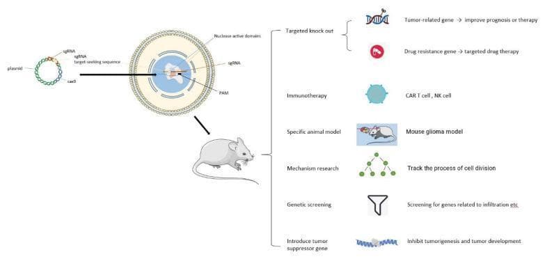 A medical infographic and pathophysiology diagram illustrating the application of the CRISPR/Cas9 gene-editing system in glioma research. The left side depicts the molecular mechanism: a plasmid containing sequences for sgRNA (composed of crRNA and tracrRNA) and Cas9 protein is introduced into a target cell. Within the nucleus, the sgRNA guides the Cas9 nuclease to a specific genomic target DNA site adjacent to a Protospacer Adjacent Motif (PAM), where the nuclease active domains create a double-strand break. The right side outlines six clinical and research applications of this technology in neuro-oncology: 1) Targeted knockout of tumor-related and drug-resistance genes to improve prognosis and therapy; 2) Immunotherapy, focusing on CAR T-cell and NK cell development; 3) Creation of specific animal models like mouse glioma models; 4) Mechanism research, such as tracking cell division; 5) Genetic screening for genes related to tumor infiltration; and 6) Introduction of tumor suppressor genes to inhibit tumorigenesis. The diagram effectively bridges basic molecular biology with translational oncology research for glioma.