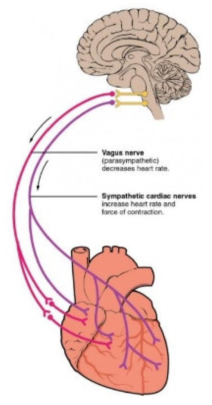 This medical illustration depicts the Autonomic Nervous System (ANS) pathways connecting the brainstem to the heart. A sagittal section of the human brain shows the medulla oblongata as the origin for both parasympathetic and sympathetic innervation. The Vagus nerve (parasympathetic), color-coded in purple, is shown descending from the brainstem to the heart, where it branches to innervate the atria and ventricles; text annotations indicate its role in decreasing heart rate. The sympathetic cardiac nerves, color-coded in red, originate from the same region and follow a parallel descending path, branching across the cardiac tissue; text labels specify their role in increasing both heart rate and the force of contraction. The diagram illustrates the functional antagonism between the two branches of the ANS in cardiac regulation, highlighting the primary innervation sites at the sinoatrial node, atrioventricular node, and the myocardium.