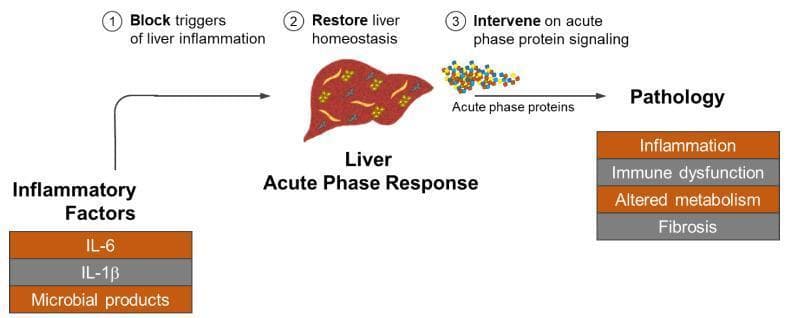 A pathophysiology diagram illustrating the liver acute phase response in the context of cancer and potential points of therapeutic intervention. The process begins with 'Inflammatory Factors' (IL-6, IL-1̧́, and microbial products) triggering a 'Liver Acute Phase Response.' This response results in the production and secretion of 'Acute phase proteins' by the liver. These proteins drive systemic 'Pathology,' categorized into four clinical outcomes: inflammation, immune dysfunction, altered metabolism, and fibrosis. The diagram outlines three numbered strategies for medical intervention: (1) blocking the primary triggers of liver inflammation (e.g., anti-IL-6 antibodies), (2) restoring liver homeostasis by modulating the hepatic cellular response (e.g., STAT3 inhibition), and (3) intervening on acute phase protein signaling by neutralizing the proteins themselves or their downstream receptors (e.g., TLR inhibitors). The illustration emphasizes the liver's role as a central sensor in cancer-associated systemic inflammation and its potential as a target for treating complications like cachexia and metastasis.