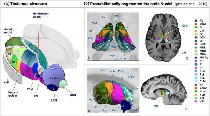 This composite educational graphic details the neuroanatomy and neuroimaging parcellation of the human thalamic nuclei. Panel (a) presents a color-coded anatomical diagram illustrating the three-dimensional spatial organization of thalamic sub-regions. Key groups identified include the anterior nuclei, intralaminar nuclei (including the centromedian nucleus, CM), and lateral/posterior groups such as the pulvinar, lateral geniculate nucleus (LGN), and medial geniculate nucleus (MGN). Specific nuclei labeled include the mediodorsal (MD), ventral anterior (VA), ventrolateral (VLa, VLp), and ventroposterior (VPL, VPM) nuclei. Panel (b) demonstrates clinical diagnostic applications through probabilistic segmentation using MRI data. Axial and sagittal views show high-resolution T1-weighted imaging with overlaid colored masks identifying individual nuclei such as the AV, LP, and CeM. This visualization highlights the use of Bayesian inference and histological atlases (e.g., FreeSurfer algorithms) to achieve precise anatomical localization in vivo. The graphic serves as a guide for neuroradiology, neurosurgery planning, and functional connectivity research involving thalamocortical pathways.