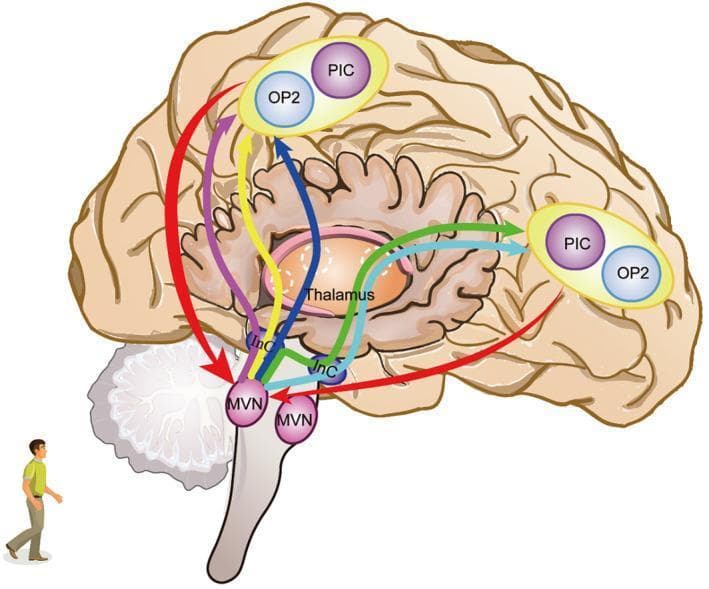 This pathophysiology diagram illustrates the neural pathways of the human vestibular network in a lateral brain view. Key cortical components located in the Sylvian fissure include Parietal Operculum Cortex 2 (OP2) and Posterior Insular Cortex (PIC). Subcortical nodes include the central Thalamus, the Interstitial Nucleus of Cajal (InC), and the Medial Vestibular Nucleus (MVN) in the brainstem. The diagram highlights bidirectional and multi-nodal connections: direct cortical projections from OP2/PIC to the MVN (red arrows) and the InC (yellow arrows); subcortical pathways from the InC to the MVN (purple) and Thalamus (blue); and thalamocortical loops (red and green arrows). The green arrow specifically denotes a contralateral thalamocortical projection, reflecting bilateral integration. This anatomical model demonstrates the integration of balance and orientation signals through direct cortical-vestibular pathways and indirect circuits involving the thalamus and accessory nuclei, relevant for understanding vestibular compensation and postural control.