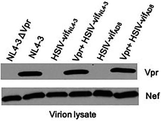 This diagnostic image is a Western blot analysis of virion lysates from various HIV-1 and human-simian immunodeficiency virus (HSIV) clones, including NL4-3 ΔVpr, NL4-3, HSIV-vifNL4-3, Vpr+ HSIV-vifNL4-3, HSIV-vifAD8, and Vpr+ HSIV-vifAD8. The blot is divided into two main panels to demonstrate the presence or absence of specific viral accessory proteins. The upper panel, labeled 'Vpr', shows protein bands at approximately 14 kDa. Visible bands are present for NL4-3 and the engineered Vpr+ HSIV clones (Vpr+ HSIV-vifNL4-3 and Vpr+ HSIV-vifAD8), while Vpr expression is absent in the ΔVpr mutant and the original HSIV-vif clones. The lower panel, labeled 'Nef', displays consistent protein bands across all six lanes. This consistent detection of Nef serves as a loading control, confirming that equal amounts of virion lysate were analyzed and that viral protein incorporation occurred across all clones regardless of Vpr status. This material is used in virology research to validate the successful expression and virion incorporation of HIV-1 accessory proteins in chimeric viral constructs designed for pathogenesis studies.