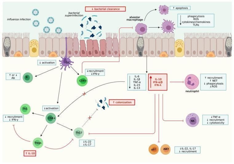 This pathophysiology diagram illustrates the immunological mechanisms of viral-bacterial co-infection in the respiratory epithelium, specifically detailing how influenza infection predisposes the host to bacterial superinfection. The schematic shows a ciliated epithelial layer undergoing damage from influenza virions and subsequent bacterial colonization. Key innate immune responses include alveolar macrophages exhibiting increased apoptosis and decreased phagocytosis, ROS, and TLR signaling. Neutrophils show increased recruitment and NET production but impaired phagocytic capacity. The adaptive immune response is depicted with decreased activation of dendritic cells (DCs), leading to suppressed CD8+ T cell recruitment and IFN-γ production. Cytokine signaling pathways highlight a shift toward an anti-inflammatory state, characterized by increased IL-10, IFN-α/β, and IFN-λ, which inhibit Th17, γδT, and iNKT cell recruitment and their production of IL-17 and IL-22. NK cell recruitment and cytotoxicity are also downregulated. The overall pedagogical focus is on how virus-induced immune dysregulation leads to decreased bacterial clearance and increased colonization, demonstrating the complex interplay between innate and adaptive immunity during secondary infections.