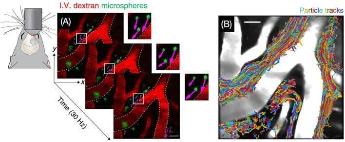 This figure demonstrates cerebrospinal fluid (CSF) bulk flow within the perivascular space (PVS) using in vivo two-photon microscopy in a mouse model. Panel A illustrates the experimental setup with a schematic of a cranial window and cranial microscopy objective. Sequential time-lapse fluorescence images, captured at 30 Hz, show branching cerebral vasculature (labeled in red) and intravenously (I.V.) administered green dextran microspheres. High-magnification insets with purple arrows indicate particle velocity and directionality, demonstrating flow relative to the vessel walls (marked by white dashed lines). Panel B provides a particle tracking velocimetry summary, where multi-colored particle tracks are superimposed on a grayscale anatomical image of the perivascular spaces. The dense, interwoven trajectories visualize the complex, unidirectional transport of solutes through the glymphatic system. This image is used in neurobiology to illustrate the physiological mechanisms of brain waste clearance and CSF-interstitial fluid (ISF) exchange.