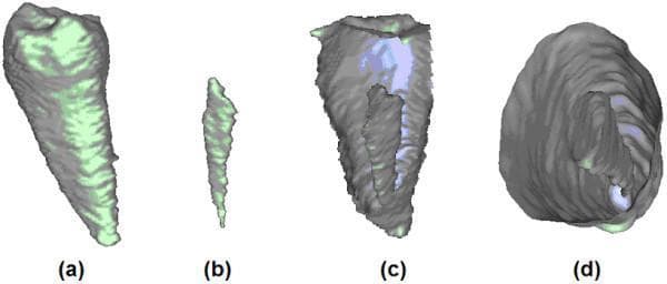 This diagnostic image set displays a 3D reconstruction of a human incisor tooth and its internal endodontic anatomy, derived from micro-CT or cone-beam CT (CBCT) data. The visual is divided into four panels: (a) provides a whole-tooth view showing the conical morphology of the incisor with a textured enamel surface and vertical striations; (b) isolated 3D segmentation of the root canal, demonstrating its slender, tapered trajectory; (c) a longitudinal sectional view where the outer dentin/enamel is partially removed to reveal the spatial relationship of the root canal within the tooth structure; and (d) a transverse cross-sectional view illustrating the circular-to-ovoid shape of the root canal at a specific cervical or mid-root level. The educational focus is on dental anatomy and endodontic modeling, highlighting the use of advanced imaging to map internal cavities for diagnostic or procedural planning. The color-coded mesh surfaces distinguish the external tooth (gray/green) from the internal pulp space (blue/white).