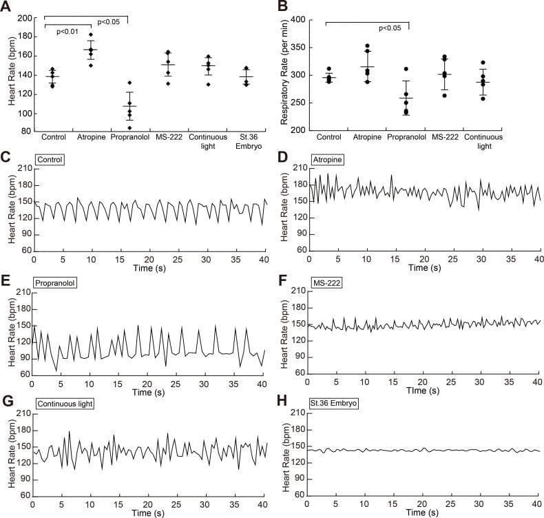 This physiological data figure analyzes heart rate variability (HRV) and respiratory rates in a medaka fish model under various pharmacological and environmental conditions. Panels A and B are dot plots showing group-averaged steady-state heart rates (bpm) and respiratory rates (per min), with error bars representing standard deviation across conditions: control, atropine (muscarinic antagonist), propranolol (beta-blocker), MS-222 (anesthesia), and continuous light. Panels C through H provide time-series line graphs of beat-by-beat heart rate fluctuations over 40 seconds. Key findings include: atropine increases mean heart rate (tachycardia) and fluctuation intensity; propranolol decreases mean heart rate (bradycardia) with marked variability; MS-222 anesthesia and St. 36 embryo stages show significantly reduced heart rate fluctuations, indicating lower autonomic nervous system (ANS) modulation. The data illustrates how sympathetic and parasympathetic influences regulate cardiac and respiratory rhythms, serving as a comparative model for autonomic pharmacology and developmental physiology.