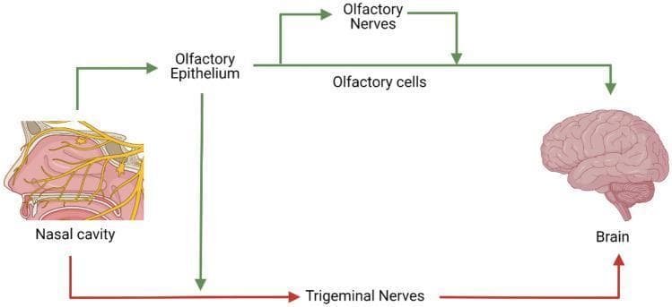 This medical schematic illustrates the anatomical and functional pathways for nose-to-brain (N-to-B) transport, specifically highlighting direct neural routes that bypass the blood-brain barrier. The diagram features a sagittal anatomical illustration of the human nasal cavity on the left and a representation of the brain on the right, connected by two primary signaling pathways.
1. Olfactory Pathway (Green): This route originates from the nasal cavity, proceeding to the olfactory epithelium. It shows subsequent transport through olfactory cells and olfactory nerves, which serve as a direct conduit to the central nervous system.
2. Trigeminal Pathway (Red): This alternative route illustrates the connection from the nasal cavity to the brain via the trigeminal nerves, which innervate both the respiratory and olfactory mucosa.
The illustration serves as an educational tool for pharmacokinetics and neurobiology, demonstrating how therapeutic agents, such as biomacromolecules or nanoparticles, can be delivered to the brain through cranial nerve innervation points located within the nasal passages.