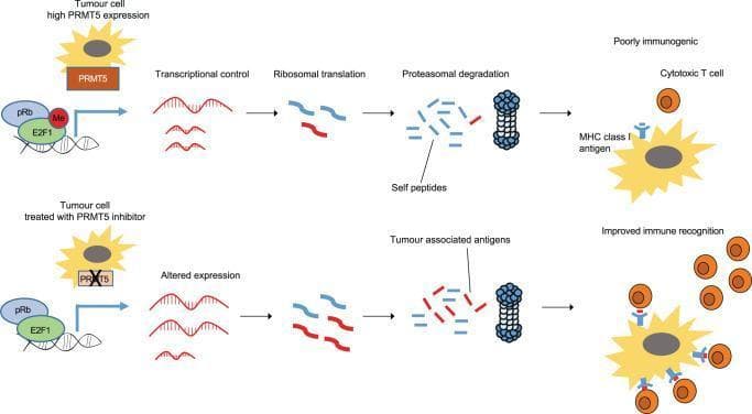 This pathophysiology diagram illustrates the molecular pathway of lncRNA-derived antigen presentation in tumor cells under two conditions: high PRMT5 expression (untreated) and pharmacological PRMT5 inhibition. The upper panel shows that PRMT5 methylates E2F1 (Me), which interacts with pRb at the DNA level to exert transcriptional control. This leads to ribosomal translation and proteasomal degradation of predominantly 'self-peptides' (blue), resulting in an MHC class I antigen display that is poorly immunogenic to cytotoxic T cells. The lower panel depicts a tumor cell treated with a PRMT5 inhibitor (T1-44), which halts E2F1 methylation. This results in altered transcriptional expression of lncRNAs, yielding a different polypeptide composition during ribosomal translation. Subsequent proteasomal degradation generates 'Tumour associated antigens' (red) that are presented on MHC class I complexes. This alteration leads to improved immune recognition and increased infiltration of cytotoxic T cells. This diagram illustrates a novel mechanism where PRMT5 and E2F1 regulate the non-coding genome to influence tumor immunogenicity.