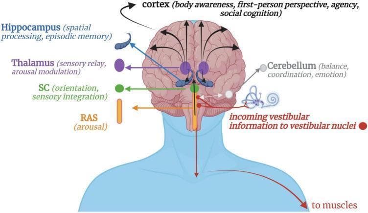 This medical schematic illustrates the neuroanatomical pathways of vestibular processing in the human brain. The diagram depicts the flow of afferent information starting from the inner ear's vestibular apparatus (semicircular canals and otoliths) to the vestibular nuclei in the brainstem. From these nuclei, several projections are shown: a descending pathway to muscles for motor and postural control; a bidirectional connection to the cerebellum for balance, coordination, and emotional processing; and ascending pathways. The ascending signals pass through the reticular activating system (RAS) for arousal modulation and the superior colliculi (SC) for orientation and sensory integration. Information further travels through the thalamus, acting as a sensory relay, to reach the hippocampus (spatial processing and episodic memory) and the cerebral cortex. The cortical destination is linked to higher-order functions including body awareness, first-person perspective, sense of agency, and social cognition. The illustration uses color-coded labels and arrows to represent the complex integration of vestibular signals within the central nervous system.