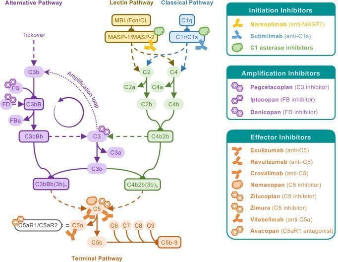 A comprehensive pathophysiology diagram illustrating the three activation pathways of the human complement system—Alternative, Lectin, and Classical—and their convergence into the Terminal Pathway. The Classical pathway is initiated by C1q and C1r/s complexes, the Lectin pathway by MBL/Fcn/CL and MASP-1/2 complexes, and the Alternative pathway via spontaneous 'tickover' starting with C3b. The diagram details the formation of C3 convertases (C3bBb and C4b2b) and C5 convertases, leading to the terminal assembly of the Membrane Attack Complex (MAC, C5b-9) and the release of anaphylatoxins C3a and C5a. Superimposed on the biochemical cascade are clinical therapeutic targets and their respective inhibitors. 'Initiation Inhibitors' include Narsoplimab and Sutimlimab; 'Amplification Inhibitors' include Pegcetacoplan, Iptacopan, and Danicopan; and 'Effector Inhibitors' include Eculizumab, Ravulizumab, and Avacopan. This educational infographic serves as a guide for understanding complement-driven diseases and the pharmacological mechanisms of current and emerging biological treatments.