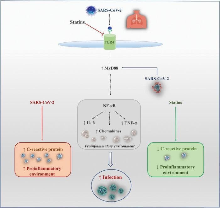 This pathophysiology diagram illustrates the signaling pathways involved in SARS-CoV-2 infection and the potential modulatory role of statins. The flowchart depicts SARS-CoV-2 interacting with the Toll-like receptor 4 (TLR4) on a cell membrane, which triggers an intracellular signaling cascade. This leads to the upregulation of MyD88, subsequently activating the nuclear factor kappa B (NF-κB) transcription factor. Activation of NF-κB results in the increased production of proinflammatory cytokines and mediators, specifically Interleukin-6 (IL-6), Tumor Necrosis Factor-alpha (TNF-α), and various chemokines, establishing a proinflammatory environment that contributes to increased infection severity. Parallel pathways show that SARS-CoV-2 leads to elevated C-reactive protein (CRP) and a systemic proinflammatory state. Conversely, the diagram highlights the protective mechanism of statins, which are shown to inhibit the TLR4 pathway and decrease levels of C-reactive protein, thereby mitigating the proinflammatory environment. The visual represents key concepts in immunology and pharmacology within the context of COVID-19 management.