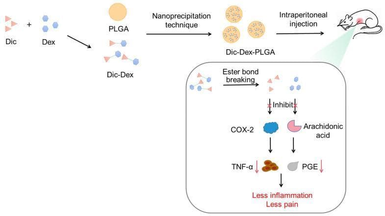 This pathophysiology diagram illustrates the development and mechanism of a drug co-delivery system using poly(lactic-co-glycolic acid) (PLGA) nanoparticles for pain and inflammation management. The flowchart details the formulation process where diclofenac (Dic) and dexamethasone (Dex) are combined to form a Dic-Dex complex, which is then encapsulated into PLGA nanoparticles via nanoprecipitation. The resulting Dic-Dex-PLGA nanoparticles are administered through intraperitoneal injection, as demonstrated in a murine model. An inset diagram explains the in vivo pharmacological mechanism: the breaking of ester bonds releases the active Dic and Dex molecules, which subsequently inhibit cyclooxygenase-2 (COX-2) and arachidonic acid pathways. This molecular inhibition leads to a downregulation of pro-inflammatory mediators, specifically tumor necrosis factor-alpha (TNF-̑) and prostaglandin E (PGE), culminating in the clinical outcomes of reduced inflammation and pain relief. The diagram highlights the educational focus on nanotechnology-based drug delivery systems and the synergistic effects of combining nonsteroidal anti-inflammatory drugs (NSAIDs) with corticosteroids.
