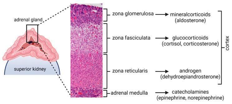 An educational infographic and diagnostic image composite illustrating the anatomy and functional histology of the adrenal gland. On the left, a schematic diagram depicts the adrenal gland situated on the superior pole of the kidney. A high-magnification histological section (Hematoxylin and Eosin stain) of a macaque adrenal gland is featured in the center, showing the distinct layered architecture. The image labels the adrenal cortex and its three functional zones from superficial to deep: the zona glomerulosa (mineralocorticoids/aldosterone), the thickest layer, zona fasciculata (glucocorticoids/cortisol and corticosterone), and the zona reticularis (androgens/dehydroepiandrosterone). The innermost region is identified as the adrenal medulla, responsible for secreting catecholamines (epinephrine and norepinephrine). The histological section displays characteristic cellular morphology, including the rounded clusters of the glomerulosa, the linear cords of the fasciculata, and the branching network of the reticularis. This graphic is designed for medical education to correlate anatomical structure with endocrine function.