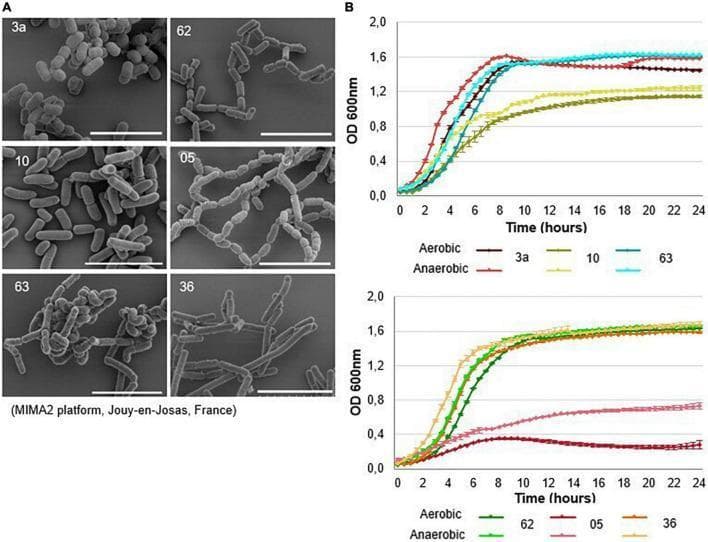 This composite educational graphic details the morphological and growth characteristics of six lactic acid bacteria (LAB) strains (3a, 10, 63, 62, 05, and 36).
Panel A presents scanning electron microscopy (SEM) images, revealing that all strains exhibit a Gram-positive, bacilliform (rod-shaped) morphology with variations in arrangement. Strains like 3a and 63 show dense clumping and irregular aggregates, while 62 and 05 demonstrate more distinct chain-like formations. Scale bars indicate 5 μm.
Panel B displays growth curves over a 24-hour period in MRS medium, comparing aerobic (dark lines) and anaerobic (light lines) conditions. Growth is quantified by Optical Density (OD 600nm). Strains 3a, 62, 63, and 36 exhibit robust growth, reaching stationary phases between 8-10 hours with high turbidity. In contrast, strain 10 displays a slower growth rate, and strain 05 shows significantly impaired growth, particularly under aerobic conditions. This comparative data is used in clinical research to select probiotic candidates based on viability and growth efficiency.