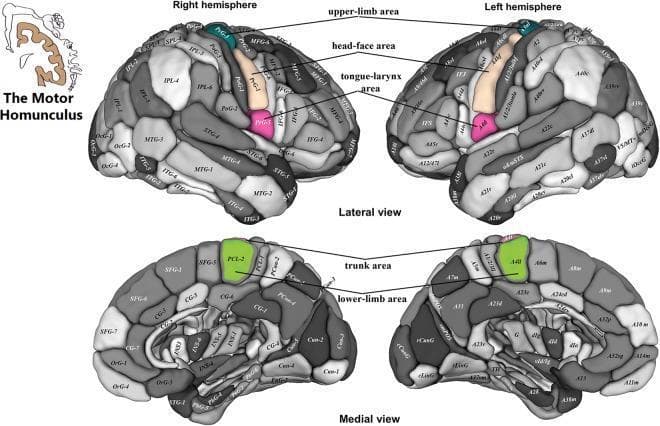 This medical anatomical diagram illustrates the regions of interest (ROIs) within the primary motor cortex following the motor homunculus organization in the human brain. The graphic displays four cortical maps representing both the right and left hemispheres from lateral and medial perspectives. The color-coded ROIs identify functional zones: the teal area (PrG-3) corresponds to the upper limb; the tan area (PrG-1) represents the head and face; the pink area (PrG5) indicates the tongue and larynx; and the green area (PCL-2/A4l) within the paracentral lobule corresponds to the trunk and lower limb. In the lateral view, the homunculus follows a superior-to-inferior progression from upper limb to tongue-larynx along the precentral gyrus. The medial view highlights the continuation of the motor map into the paracentral lobule for the lower extremities. The surrounding cortical parcellations are labeled with alphanumeric codes (e.g., SFG, MFG, IFG) denoting specific gyri and sulci. This visualization serves as a neuroanatomical reference for motor somatotopy and is used in clinical research to assess cortical thinning in neurodegenerative conditions like Amyotrophic Lateral Sclerosis (ALS).
