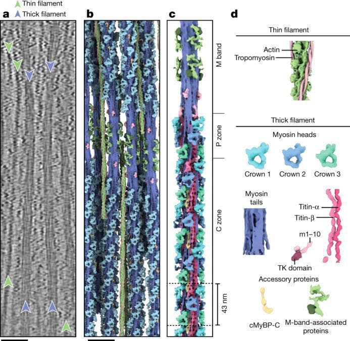This educational medical illustration demonstrates the high-resolution structure of a relaxed cardiac sarcomere thick filament, utilizing data from cryo-electron tomography (cryo-ET). The image is divided into four panels: (a) A grayscale tomographic slice showing the parallel longitudinal arrangement of thick and thin filaments; (b) A 3D reconstructed tomogram mapping the filaments in situ; (c) A detailed structural model of a single thick filament spanning from the M band, through the P zone, to the C zone, highlighting the 43 nm helical repeat; (d) A color-coded legend of the sarcomere's molecular components. Key proteins identified include actin and tropomyosin (thin filament), myosin heads (organized into Crowns 1, 2, and 3), myosin tails, titin-α, titin-β, the titin kinase (TK) domain, cMyBP-C, and various M-band-associated proteins. This content is vital for understanding muscle physiology and the molecular basis of cardiomyopathies, providing a structural framework for how these proteins interact to regulate cardiac contraction.