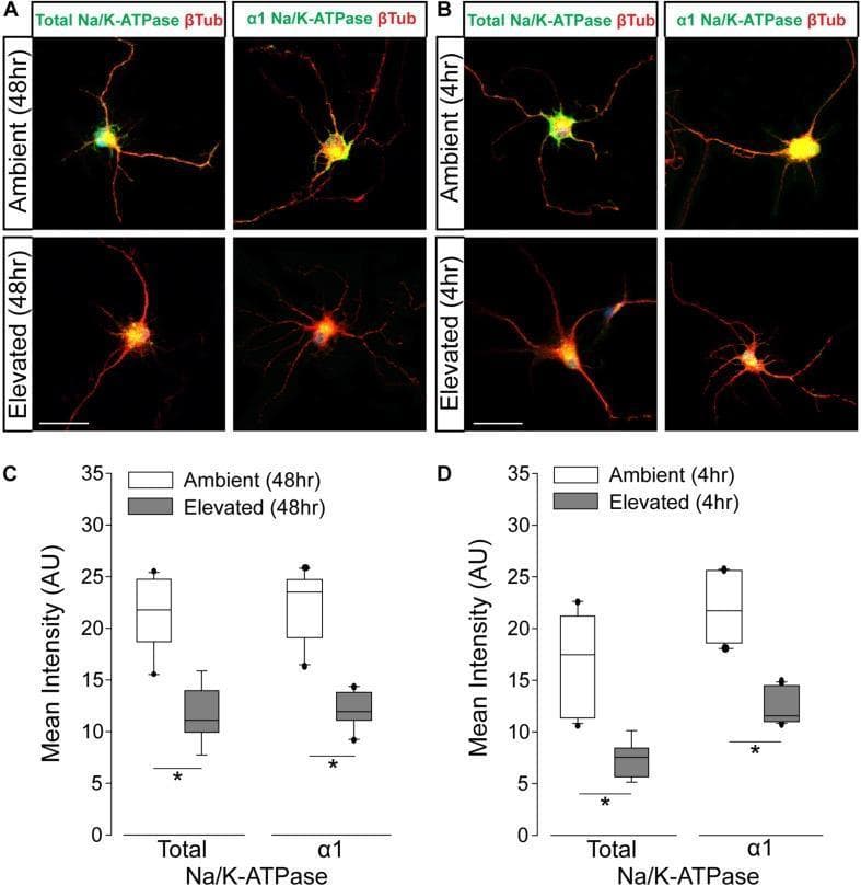 Educational figure illustrating the effect of hydrostatic pressure on Na/K-ATPase expression in retinal ganglion cells (RGCs).
Panels A and B present multi-channel immunofluorescence micrographs of primary RGC cultures. Cells are dual-labeled for Na/K-ATPase (green) and β-Tubulin (red, a structural marker). Under ambient pressure conditions at 4 and 48 hours, RGCs exhibit robust, intense green fluorescence in the soma and neurites, indicating high levels of total and α1-subunit Na/K-ATPase. In contrast, cells exposed to elevated pressure show a qualitative reduction in green signal intensity across the cell body and processes.
Panels C and D provide quantitative analysis via box plots. The graphs measure the mean fluorescence intensity (Arbitrary Units) for Total and α1 Na/K-ATPase. Significant decreases (marked with asterisks, p < 0.05) are shown for elevated pressure versus ambient controls at both 4-hour and 48-hour time points. The data demonstrates that elevated hydrostatic pressure—a model for glaucoma pathophysiology—reduces the protein expression of the Na/K-ATPase ion pump, potentially disrupting RGC electrochemical gradients.