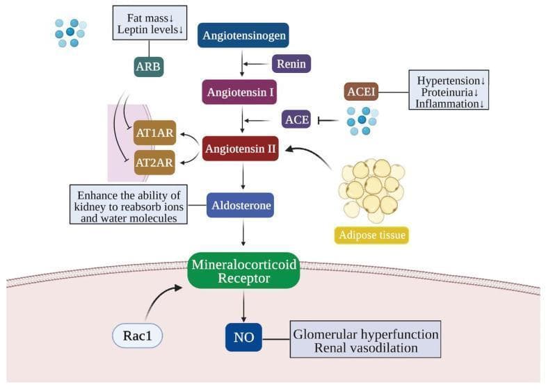 This pathophysiology diagram illustrates the Renin-Angiotensin-Aldosterone System (RAAS) pathway and its role in obesity-related kidney injury, highlighting pharmaceutical intervention points. The central pathway shows the enzymatic conversion of Angiotensinogen to Angiotensin I by Renin, and Angiotensin I to Angiotensin II via Angiotensin-Converting Enzyme (ACE). Angiotensin II acts on receptors AT1AR and AT2AR, facilitating kidney reabsorption of ions and water. The diagram specifically notes that adipose tissue contributes to increased Angiotensin II levels. Further down the cascade, Angiotensin II stimulates Aldosterone, which activates the Mineralocorticoid Receptor (supported by Rac1). This activation leads to the production of Nitric Oxide (NO), contributing to glomerular hyperfunction and renal vasodilation. Two major drug classes are highlighted: ACE Inhibitors (ACEI), which block the ACE enzyme to reduce hypertension, proteinuria, and inflammation; and Angiotensin Receptor Blockers (ARB), which inhibit AT1AR/AT2AR receptors and are associated with decreased fat mass and leptin levels.