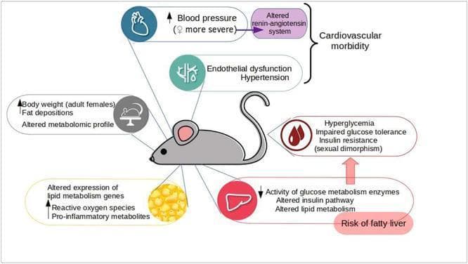 A medical infographic and pathophysiology diagram summarizing cardiometabolic alterations observed in animal models (specifically mice) conceived via Assisted Reproductive Technology (ART). The central figure of a mouse is connected to several callout bubbles identifying systemic and organ-specific dysfunctions. Cardiovascular findings include increased blood pressure (noting female-specific severity), altered renin-angiotensin system, endothelial dysfunction, and hypertension, collectively categorized as cardiovascular morbidity. Metabolic findings are divided among the liver, adipose tissue, and blood: hepatic alterations include reduced glucose metabolism enzyme activity, altered insulin pathways, and risk of fatty liver; adipose tissue shows altered lipid metabolism gene expression, increased reactive oxygen species, and pro-inflammatory metabolites; systemic blood markers indicate hyperglycemia, impaired glucose tolerance, and insulin resistance with noted sexual dimorphism. Additional findings include increased body weight in adult females, fat depositions, and an altered metabolomic profile. This diagram illustrates the long-term metabolic syndrome risks associated with ART-induced developmental programming.