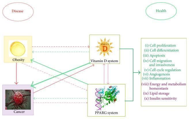 A pathophysiology diagram illustrating the complex signaling crosstalk between four primary entities: Obesity, Cancer, the Vitamin D system, and the PPARG (Peroxisome Proliferator-Activated Receptor Gamma) system. The diagram is organized to show pathways leading to either 'Disease' (red ellipse) or 'Health' (green ellipse). Red arrows signify harmful effects and disease progression, while green arrows denote protective or beneficial effects. The width of each arrow represents the strength of scientific evidence, and line styles distinguish between demonstrated (solid) and hypothetical (dashed) interactions. Central to the diagram, Obesity and Cancer are linked to the 'Disease' outcome via red arrows. In contrast, the Vitamin D and PPARG systems are depicted as regulators of critical biological processes listed on the right, including cell proliferation, apoptosis, angiogenesis, inflammation, and insulin sensitivity. These regulatory systems are connected via green arrows to a central list of health-promoting actions, which ultimately point toward the 'Health' outcome. The diagram highlights the potential for Vitamin D and PPARG signaling to mitigate the negative impacts of obesity and cancer while promoting metabolic homeostasis.