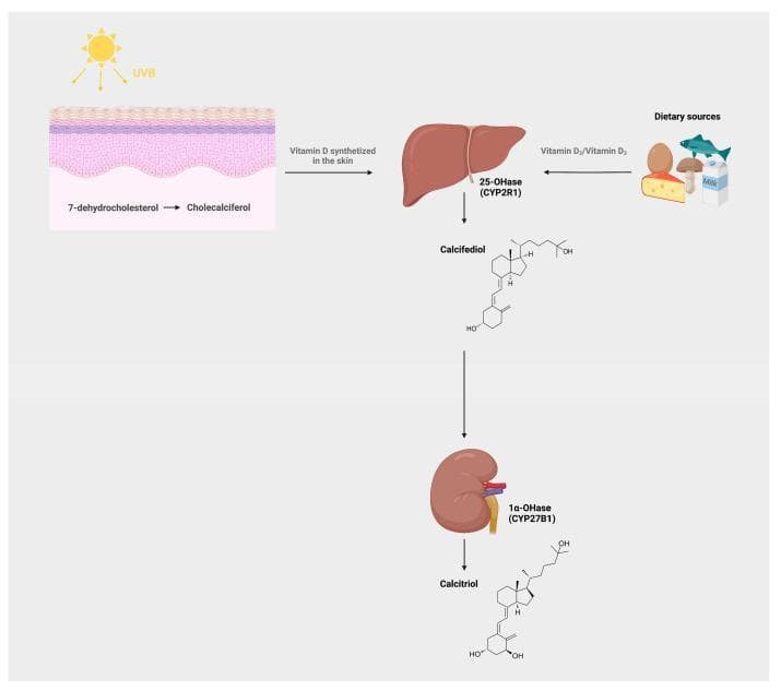 This pathophysiology diagram illustrates the metabolic pathway of Vitamin D in humans. The process begins with two sources: endogenous synthesis in the skin and exogenous intake from dietary sources (e.g., fish, eggs, mushrooms, milk). In the skin, UVB radiation facilitates the conversion of 7-dehydrocholesterol to cholecalciferol (Vitamin D3). Both synthesized and dietary Vitamin D travel to the liver, where the enzyme 25-hydroxylase (25-OHase/CYP2R1) converts it to calcifediol (25(OH)D3), shown with its chemical structure. Calcifediol then undergoes a second hydroxylation in the kidney by the enzyme 1α-hydroxylase (1α-OHase/CYP27B1) to form calcitriol (1α,25(OH)2D3), the biologically active form of Vitamin D, also depicted with its molecular structure. The diagram uses anatomical illustrations of the skin, liver, and kidney to delineate the multi-organ progression of this endocrine pathway, making it suitable for medical education regarding endocrinology, nutrition, and metabolic bone disease.
