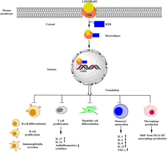 This pathophysiology diagram illustrates the signaling pathway of Vitamin D3 (1,25(OH)2D3) and its role in immune regulation. The process begins at the plasma membrane where Vitamin D3 binds to the Vitamin D Receptor (VDR). In the cytosol, the Retinoid X Receptor (RXR) is recruited to form a VDR-RXR heterodimer complex. This complex translocates into the nucleus and binds to Vitamin D Response Elements (VDRE) on the DNA. Through translation, this pathway exerts multiple immunomodulatory effects: it inhibits B-cell differentiation, B-cell proliferation, and immunoglobulin secretion; inhibits T-cell proliferation (decreasing IL-17 and IL-21 while increasing anti-inflammatory cytokines); and inhibits dendritic cell differentiation. It further influences monocyte maturation by downregulating pro-inflammatory cytokines including IL-1, IL-6, IL-8, IL-12, and TNF-alpha. Additionally, the diagram shows an effect on macrophage production, specifically a shift from M2 to M1 macrophage production. This schematic summarizes the mechanisms by which Vitamin D modulates the immune system in clinical contexts such as Celiac Disease (CD).