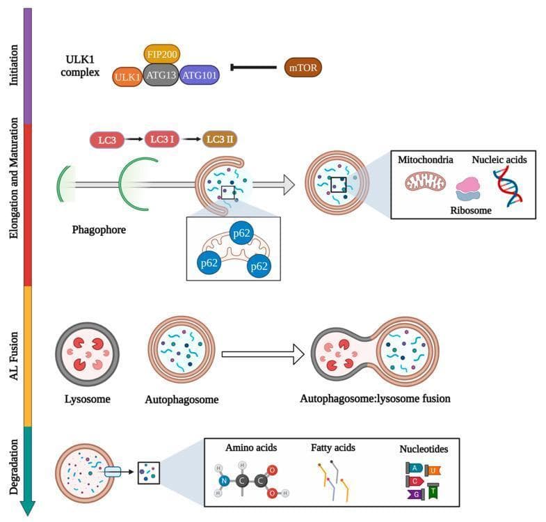 A pathophysiology diagram illustrating the four major stages of the autophagy pathway: Initiation, Elongation and Maturation, AL Fusion, and Degradation. At the Initiation stage, the ULK1 complex (ULK1, ATG13, FIP200, ATG101) is shown being inhibited by mTOR kinase. During Elongation and Maturation, LC3 is processed into LC3 I and then LC3 II. A phagophore membrane expands into a crescent shape to engulf cellular cargo including mitochondria, ribosomes, and nucleic acids, often tagged with p62 adapters, eventually forming a double-membraned autophagosome. The AL (Autolysosome) Fusion stage depicts the docking and merging of the autophagosome with a lysosome containing acid hydrolases. In the final Degradation stage, the diagram shows the breakdown of the autolysosomal contents into basic molecular building blocks, including amino acids, fatty acids, and nucleotides. This schematic serves as a medical educational resource for cell biology and molecular signaling, detailing the morphological and biochemical progression of macroautophagy.