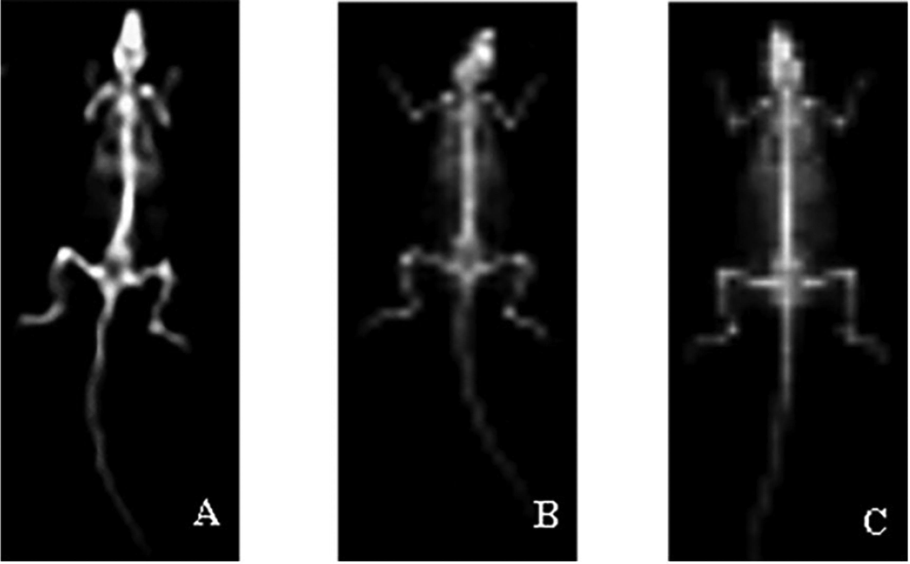This diagnostic X-ray series displays full-body skeletal imaging of three rat models (A, B, and C) to compare bone mineral density (BMD) in the context of osteoporosis research. (A) Representing the Sham operation group, the skeleton exhibits high radiopacity, particularly in the femoral and vertebral regions, indicating healthy, dense bone structure. (B) Representing the model group (ovariectomized), there is a visible reduction in radiopacity; the bones appear more radiolucent and less distinct, signifying systemic bone loss and decreased mineral density characteristic of osteoporosis. (C) Representing the RRP treatment group, the image shows a qualitative increase in bone radiopacity compared to the model group, suggesting partial restoration or preservation of bone mineral content following intervention. The images provide a comparative visual assessment of skeletal integrity, highlighting the pathological thinning of cortical and trabecular bone in the disease model and the therapeutic effect of the studied compound on bone density maintenance.
