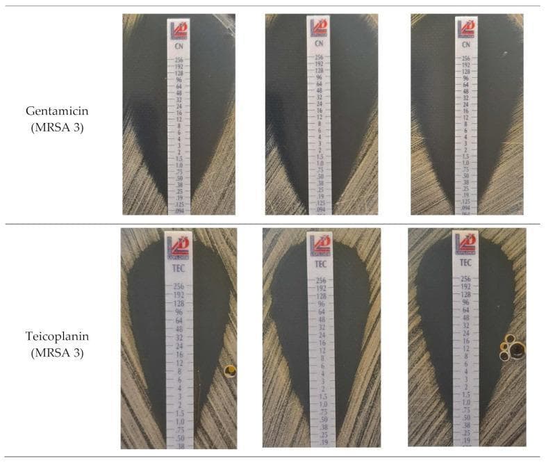 This diagnostic image displays a series of E-test (gradient diffusion) strips on agar plates, used for determining the Minimum Inhibitory Concentration (MIC) of antibiotics against Methicillin-resistant Staphylococcus aureus (MRSA) strain 3. The top row illustrates tests for Gentamicin (CN), while the bottom row shows tests for Teicoplanin (TEC). Each strip contains a pre-defined exponential gradient of antibiotic concentrations ranging from 0.016 to 256 µg/mL. Clear, dark teardrop-shaped zones of growth inhibition are visible against the opaque bacterial lawn. For Gentamicin, the elliptical inhibition zones are symmetrical and consistent. For Teicoplanin, the zones are broader, and some plates show small satellite colonies or irregularities within the elliptical clearing. The MIC value is determined clinically by identifying the numerical point on the strip where the edge of the bacterial growth ellipse intersects the plastic carrier. This laboratory specimen demonstrates antimicrobial susceptibility testing (AST) methodology in microbiology.