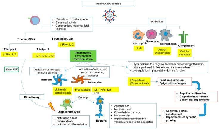 This medical pathophysiology diagram illustrates the indirect central nervous system (CNS) damage mechanisms associated with SARS-CoV-2 infection, specifically focusing on maternal-fetal immune interactions and fetal neurodevelopment. The flowchart begins with the virus triggering a reduction in T cell numbers and a loss of maternal-fetal tolerance. It details the activation of T helper (CD4+) subsets (Th1, Th2), T cytotoxic (CD8+) cells, neutrophils (releasing IL-8), monocytes, macrophages, and the complement system. These immune responses converge on a central 'Inflammatory environment / Cytokine storm.' Within the fetal CNS, this environment triggers microglial activation (releasing glutamate and quinolinic acid) and astrocyte activation (releasing free radicals and cytokines like IL-6, TNF̑, and IL-1̒). These mediators lead to direct injury of oligodendrocytes (maturation arrest, death) and neurons (axonal loss, impaired migration). Simultaneously, HPA axis dysfunction and endocrine dysregulation (low progesterone, high glucocorticoids) lead to fetal programming and epigenetic changes. The culmination of these pathways results in abnormal cortical development, impaired synaptic pruning, and long-term psychiatric, cognitive, and behavioral impairments.