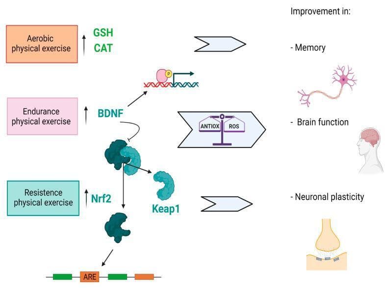 This pathophysiology diagram illustrates the molecular signaling pathways through which physical exercise influences brain function and neuroplasticity. The flowchart categorizes three exercise modalities: aerobic, endurance, and resistance training. Aerobic exercise is linked to the upregulation of endogenous antioxidants glutathione peroxidase (GSH) and catalase (CAT). Endurance exercise is shown to increase Brain-Derived Neurotrophic Factor (BDNF) levels. Resistance exercise triggers the activation of the Nrf2 (nuclear factor erythroid 2-related factor 2) pathway. The central mechanism depicts the dissociation of Nrf2 from its inhibitor Keap1, followed by Nrf2 translocation to the nucleus where it binds to Antioxidant Response Elements (ARE) on DNA. This molecular cascade mediates a balance between antioxidant defenses (ANTIOX) and reactive oxygen species (ROS). The educational focus highlights the clinical outcomes of these pathways, specifically improvements in memory, general brain function, and neuronal plasticity, represented by icons of a neuron, a human profile with a highlighted brain, and a synaptic cleft.