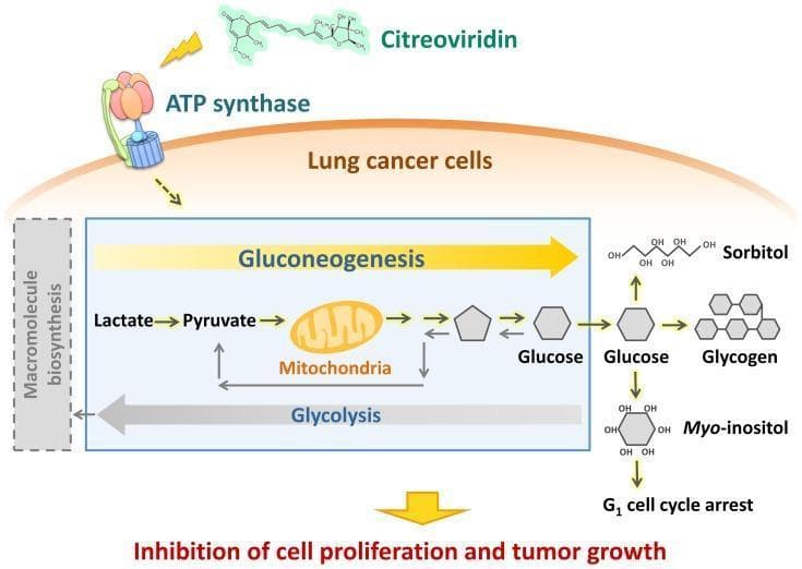 This pathophysiology diagram illustrates the metabolic reprogramming of lung cancer cells following inhibition of ATP synthase by Citreoviridin. The diagram highlights the interplay between gluconeogenesis (yellow arrow) and glycolysis (gray arrow). Gluconeogenesis is shown progressing from lactate and pyruvate through mitochondrial intermediates to produce glucose. This glucose is subsequently converted into downstream metabolites including sorbitol, glycogen, and myo-inositol. The diagram emphasizes that the production of myo-inositol is linked to G1 cell cycle arrest. Conversely, the glycolysis pathway, which normally feeds into lactate/pyruvate for macromolecule biosynthesis, is depicted as being modulated or bypassed. The overall educational focus is the metabolic shift from a proliferative state to one characterized by the inhibition of cell proliferation and tumor growth. Key components identified include ATP synthase, mitochondria, and specific biochemical end-products that influence the cell cycle.