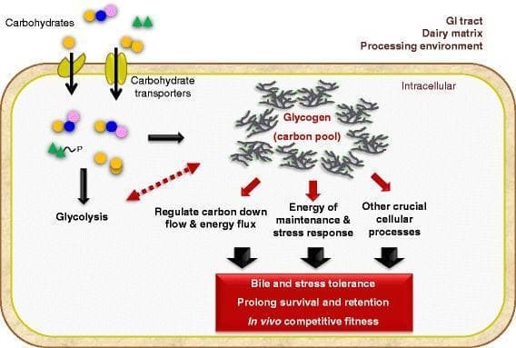 This pathophysiology diagram illustrates the metabolic mechanisms of the glycogen pathway in Lactobacillus acidophilus and its role in probiotic functionality. The diagram shows carbohydrate substrates being imported into the intracellular space through membrane-bound carbohydrate transporters. Once inside, these substrates follow two primary pathways: immediate metabolic processing via glycolysis or diversion to the glycogen biosynthetic pathway to form an intracellular 'carbon pool'. A bidirectional red arrow indicates a regulatory feedback loop between glycolysis and glycogen storage to modulate carbon downflow and energy flux. The glycogen pool is shown to serve three critical functions: regulation of metabolic flux, providing energy for maintenance and stress response, and supporting other crucial cellular processes. These physiological roles collectively contribute to the bacterium's clinical and probiotic attributes, including enhanced bile and stress tolerance, prolonged survival and retention in the GI tract, and improved in vivo competitive fitness within diverse environments such as the dairy matrix and processing facilities.