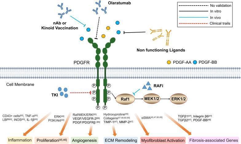 A medical pathophysiology diagram illustrating therapeutic strategies targeting the Platelet-Derived Growth Factor Receptor (PDGFR) pathway to combat tissue fibrosis. The schematic depicts a PDGFR spanning a cell membrane, showing extracellular targeting by neutralizing antibodies (nAb), Kinoid Vaccination, and Olaratumab to block ligand binding (PDGF-AA and PDGF-BB). It also shows non-functioning ligands competing for receptor access. Intracellularly, Tyrosine Kinase Inhibitors (TKIs) and Raf Inhibitors (RAFi) are shown blocking signal transduction. The diagram outlines the Raf/MEK/ERK downstream signaling cascade, which activates six key cellular processes: Inflammation (TNF-̑, IL-1̢), Proliferation (PI3K/Akt), Angiogenesis (VEGF/VEGFR-2), ECM Remodeling (Collagens, MMP-2, TIMP-1), Myofibroblast Activation (̡SMA), and induction of Fibrosis-associated Genes (TGF̢1, TGF̢2). A legend classifies these interventions by developmental stage, including in vitro, in vivo, and clinical trial levels. The diagram is designed for medical education regarding antifibrotic molecular pharmacology and signal transduction pathways.