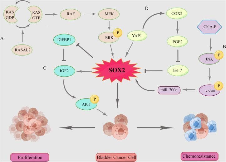 This pathophysiology diagram illustrates the complex signaling network involving SOX2 in bladder cancer cells, highlighting its role in tumor proliferation and chemoresistance. The diagram is divided into four main regulatory pathways: (A) The MAPK/ERK pathway, showing the RAS-RAF-MEK-ERK cascade where active RAS-GTP leads to ERK phosphorylation (pERK) and subsequent SOX2 activation, regulated by RASAL2. (B) The MAPK/JNK pathway, where ChlA-F triggers JNK and c-Jun phosphorylation, modulating SOX2 via miR-200c. (C) The SOX2-IGF2-AKT axis, demonstrating a positive feedback loop where SOX2 promotes IGF2 expression (inhibiting IGFBP1), which then activates AKT via phosphorylation (pAKT). (D) The COX2/PGE2 and YAP1 pathways, showing YAP1 directly activating SOX2 and COX2, while the COX2-PGE2 axis inhibits let-7, a microRNA that typically represses SOX2. Centrally, SOX2 acts as a master transcription factor that drives the transformation of bladder cancer cells into phenotypes characterized by rapid proliferation and enhanced chemoresistance.