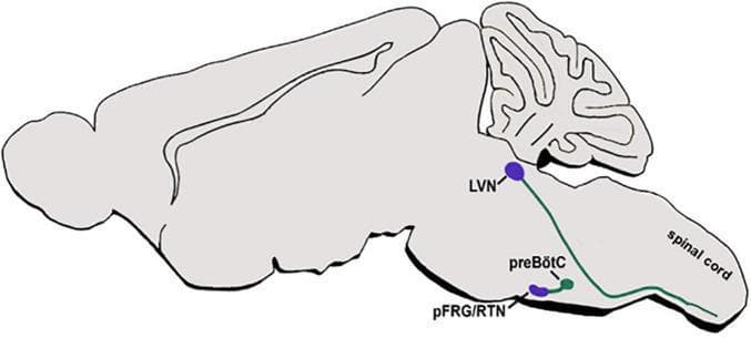 This medical anatomical diagram illustrates a schematic sagittal section of the brain, focusing on the dB2 subclass axonal projections within the respiratory and vestibular circuits of the hindbrain. The diagram highlights key neuronal nuclei and their connectivity patterns. The parafacial respiratory group/retrotrapezoid nucleus (pFRG/RTN) and the lateral vestibular nucleus (LVN) are represented by purple circles. Green lines signify axonal projections originating from these dB2-derived nuclei. One projection path shows pFRG/RTN axons connecting to the pre-Bötzinger complex (preBötC), a smaller green-labeled nucleus essential for respiratory rhythm. A second major pathway demonstrates LVN axons descending posteriorly toward the spinal cord. The schematic provides essential clinical context for neurobiology, demonstrating how specific hindbrain progenitor domains differentiate into specialized nuclei that regulate autonomic functions like breathing (via preBötC) and motor reflexes (via vestibulospinal projections to the spinal cord). It serves as an educational tool for understanding brainstem neuroanatomy and functional circuit development.