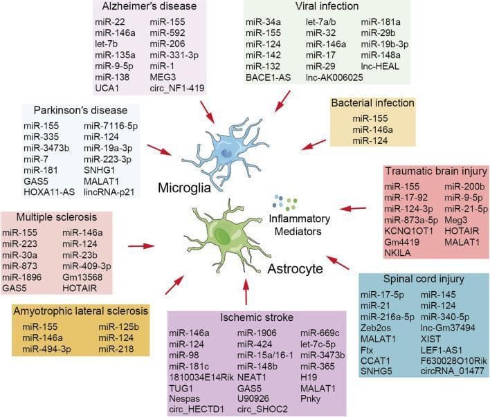 This medical pathophysiology diagram summarizes the role of non-coding RNAs (ncRNAs) in neuroinflammation across various central nervous system (CNS) conditions. The central focus features two key glial cell types: a blue-colored Microglia and a green, star-shaped Astrocyte, with 'Inflammatory Mediators' (represented as blue and green clusters) positioned between them. Surrounding these central elements are nine labeled boxes representing neurological diseases and injuries: Alzheimer’s disease, Parkinson’s disease, Multiple sclerosis, Amyotrophic lateral sclerosis, Ischemic stroke, Traumatic brain injury, Spinal cord injury, Viral infection, and Bacterial infection. Each box contains a detailed list of associated miRNAs (e.g., miR-155, miR-124, miR-146a), lncRNAs (e.g., MALAT1, GAS5, HOTAIR), and circRNAs (e.g., circ_NF1-419). Red arrows point from each disease box toward the microglia and astrocytes, illustrating how these ncRNAs act as regulatory factors that control glial activation and the release of inflammatory mediators in both chronic neurodegenerative diseases and acute neurological injuries.