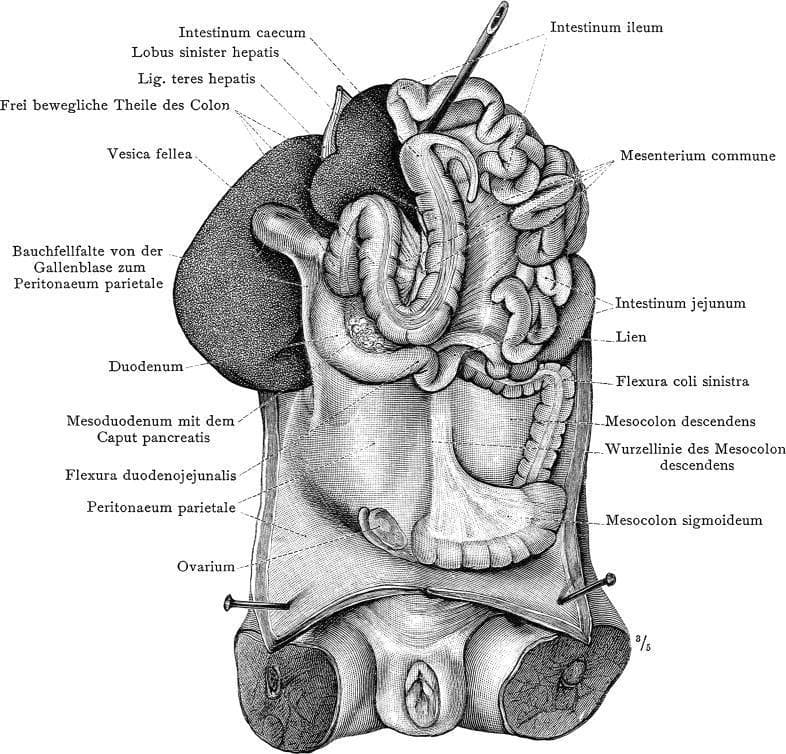 Historical anatomical diagram from Carl Toldt's 'Anatomischer Atlas' depicting a dissection of the human abdominal and pelvic cavity. The illustration focuses on the spatial relationships of the visceral organs and their peritoneal attachments. Key labeled structures include the spleen (Lien), shown as an oblong organ situated superior to the left colic flexure (Flexura coli sinistra) and adjacent to the jejunum. In the upper right quadrant (anatomical left), the left lobe of the liver (Lobus sinister hepatis), ligamentum teres, and gallbladder (Vesica fellea) are prominent. The gastrointestinal tract is shown with the duodenum, ileum, and cecum (Intestinum caecum). Extensive detail is provided on the mesentery and folds, including the Mesenterium commune, Mesocolon descendens, and Mesocolon sigmoideum. In the inferior pelvic region, the ovary (Ovarium) is visible. This diagram illustrates the complex organization of the peritoneum and the fixation of various abdominal organs, which is of historical and educational significance for understanding surgical anatomy and conditions such as 'wandering spleen' (splenoptosis).