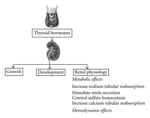A pathophysiology diagram illustrating the regulatory effects of thyroid hormones on the human kidney. The visual layout follows a vertical top-down hierarchy: an illustration of the thyroid gland leads to a box labeled 'Thyroid hormones', which in turn points to an anatomical illustration of a kidney. From the kidney, the diagram branches into three primary educational concepts: 'Growth', 'Development', and 'Renal physiology'. Under 'Renal physiology', the diagram details metabolic and hemodynamic effects. Specific metabolic actions listed include increased sodium tubular reabsorption, stimulated renin secretion, control of sulfate homeostasis, and increased calcium tubular reabsorption. The diagram serves as a conceptual overview of endocrine-renal interactions, highlighting the influence of thyroid function on renal growth, maturation, and electrolyte/fluid homeostasis. It is designed for medical students and clinicians studying nephrology and endocrinology.