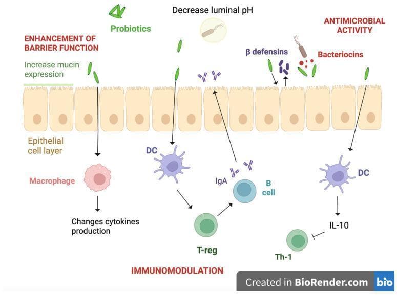 A pathophysiology diagram illustrating the mechanisms by which probiotics influence the intestinal barrier and mucosal immunity. The diagram is divided into three functional domains: Enhancement of Barrier Function, Antimicrobial Activity, and Immunomodulation. At the center is a row of intestinal epithelial cells forming the epithelial cell layer. In the lumen (top), green capsule-shaped probiotics are shown increasing mucin expression to strengthen the mucus layer, decreasing luminal pH, and stimulating the production of antimicrobial substances including beta-defensins and bacteriocins. Below the epithelial layer (lamina propria), the immunomodulatory pathway depicts probiotics interacting with macrophages and dendritic cells (DC) to alter cytokine production. This signaling leads to the differentiation of regulatory T cells (T-reg), which promote B cell production of secretory IgA and inhibit T helper type 1 (Th-1) responses via Interleukin-10 (IL-10). The illustration uses anatomical labeling and flow arrows to demonstrate the protective roles of probiotics in maintaining gut homeostasis and food tolerance.