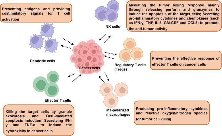A medical illustration of the tumor microenvironment (TME) depicting the cellular interactions between a central cluster of cancer cells and various infiltrating immune cells. The diagram categorizes immune cells into tumor-antagonizing and tumor-promoting types. Tumor-antagonizing cells include: 1) Dendritic cells (blue, with cytoplasmic projections) shown presenting antigens for T cell activation; 2) NK cells (purple, round) which mediate tumor killing via perforin/granzyme release and pro-inflammatory cytokine secretion (e.g., IFN-γ, TNF, IL-6); 3) Effector T cells (green, round) which induce apoptosis via granule exocytosis and FasL signaling; and 4) M1-polarized macrophages (tan, ruffled) which produce reactive oxygen species and pro-inflammatory cytokines for tumor destruction. In contrast, Regulatory T cells (Tregs, tan, round) are shown as tumor-promoting agents that suppress the effective response of effector T cells. Dotted arrows indicate bidirectional and unidirectional functional interactions within the TME. The illustration highlights key mechanisms of cancer immunotherapy and immune evasion.