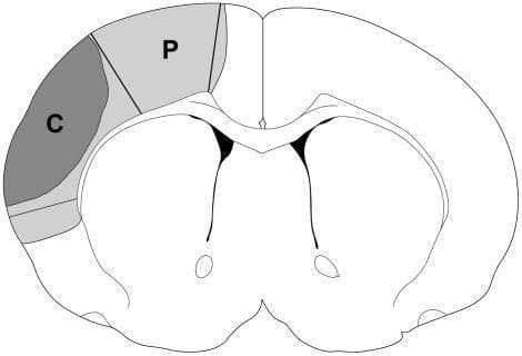 This anatomical diagram provides a cross-sectional schematic view of a rodent brain to illustrate the pathophysiology of ischemic stroke. The illustration utilizes shaded regions to define key areas of tissue damage within the left cerebral hemisphere. A dark gray region, labeled 'C', represents the ischemic core, which denotes the area of irreversible infarction. Adjacent to the core is a lighter gray region labeled 'P', representing the ischemic penumbra—the area of potentially salvageable brain tissue at risk of infarction but potentially responsive to neuroprotective interventions such as postconditioning. The diagram shows the bilateral symmetry of the brain with central ventricle-like structures outlined in black. This visual is designed for educational purposes to demonstrate the spatial relationship between the core and penumbra following middle cerebral artery occlusion or similar ischemic events in translational stroke research.