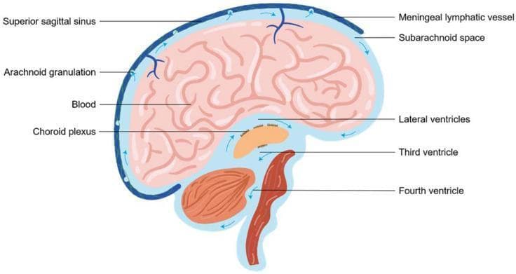 This medical anatomical diagram illustrates the production, circulation, and drainage pathways of cerebrospinal fluid (CSF) in the human brain via a sagittal section view. The illustration highlights the CSF flow starting from the choroid plexus within the lateral, third, and fourth ventricles. Blue arrows indicate the directional movement of fluid into the subarachnoid space (SAS) surrounding the cerebral cortex and cerebellum. Key drainage mechanisms are depicted: the traditional venous pathway where arachnoid granulations protrude into the superior sagittal sinus (containing blood), and the emerging lymphatic pathway via meningeal lymphatic vessels. The diagram provides a comprehensive overview of neuroanatomy and physiology related to intracranial pressure regulation and metabolite clearance, suitable for neuroscience and clinical neurology education.