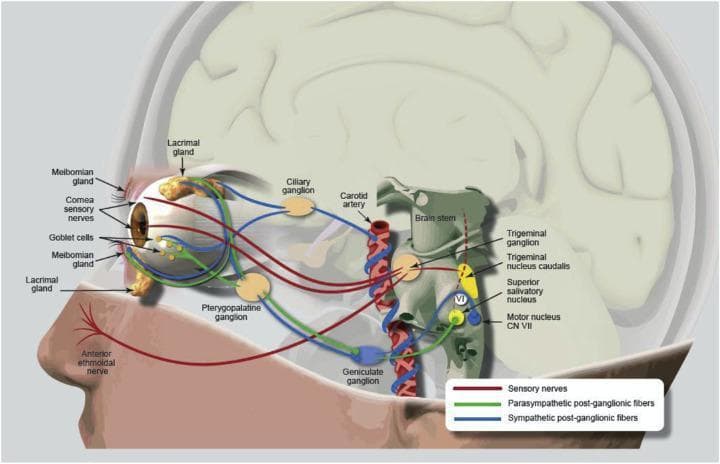 This medical pathophysiology diagram illustrates the neuroanatomical pathway of the nasolacrimal reflex and the lacrimal functional unit (LFU). The illustration overlays neural pathways onto a sagittal view of the human head, focusing on the eye, brainstem, and nasal region. Sensory nerves (red lines) are shown originating from the anterior ethmoidal nerve in the nasal cavity and the corneal sensory nerves, converging at the trigeminal ganglion before reaching the trigeminal nucleus caudalis in the brainstem. Parasympathetic post-ganglionic fibers (green lines) originate from the superior salivatory nucleus and pass through the geniculate and pterygopalatine ganglia to innervate the lacrimal glands, meibomian glands, and goblet cells. Sympathetic post-ganglionic fibers (blue lines) are shown following the carotid artery and passing through the ciliary ganglion. Key anatomical labels include the lacrimal gland, meibomian glands, trigeminal ganglion, and the motor nucleus of CN VII. This diagram serves as an educational tool for understanding dry eye disease pathophysiology and the mechanisms of neurostimulation for tear production.