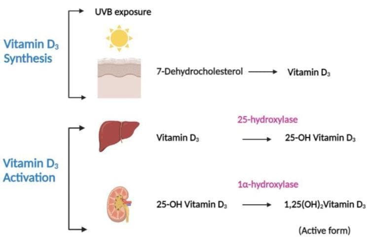 A pathophysiology diagram illustrating the multi-organ process of Vitamin D3 synthesis and activation. The diagram is divided into two primary stages: Synthesis and Activation. In the Synthesis stage, ultraviolet B (UVB) exposure acts on the skin, facilitating the conversion of the precursor 7-dehydrocholesterol into Vitamin D3 (cholecalciferol). The Activation stage depicts a sequential two-step hydroxylation process. First, within the liver, the enzyme 25-hydroxylase converts Vitamin D3 into 25-hydroxyvitamin D3 (calcifediol). Second, within the kidney, the enzyme 1̠-hydroxylase converts 25-OH Vitamin D3 into 1,25-dihydroxyvitamin D3 (calcitriol), which is labeled as the physiologically active form. The visual utilizes anatomical icons for the skin, liver, and kidney alongside biochemical flowcharts to demonstrate the endocrine pathway of Vitamin D metabolism, making it a key educational resource for understanding calcium homeostasis and metabolic bone disease foundations.